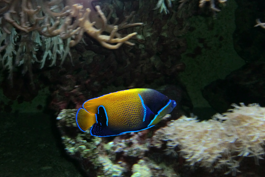 Traumkaiserfisch im Wuppertaler Zoo im Dezember 2012