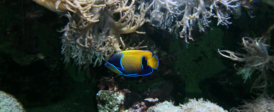 Traumkaiserfisch im Zoo Wuppertal im Dezember 2012