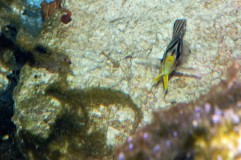 Zebra-Zwergkaiserfisch am 26. Februar 2025 im Aquarium im Grünen Zoo Wuppertal
