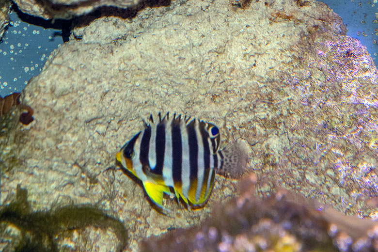 Zebra-Zwergkaiserfisch am 26. Februar 2025 im Aquarium im Zoologischen Garten Wuppertal
