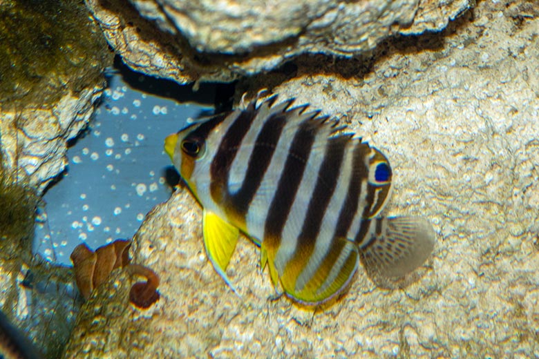 Zebra-Zwergkaiserfisch am 26. Februar 2025 im Aquarium im Zoo Wuppertal