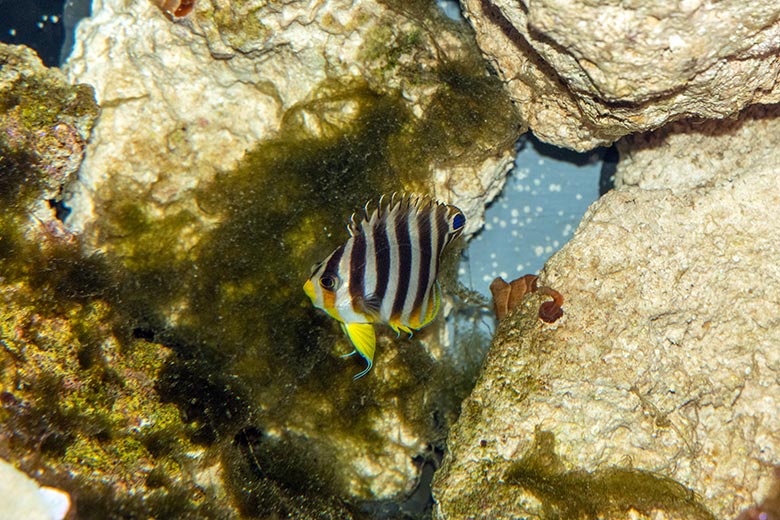 Zebra-Zwergkaiserfisch am 26. Februar 2025 im Aquarium im Wuppertaler Zoo