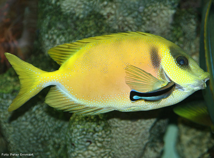 Gelber Kaninchenfisch im Wuppertaler Zoo im Dezember 2006 (Foto Peter Emmert)