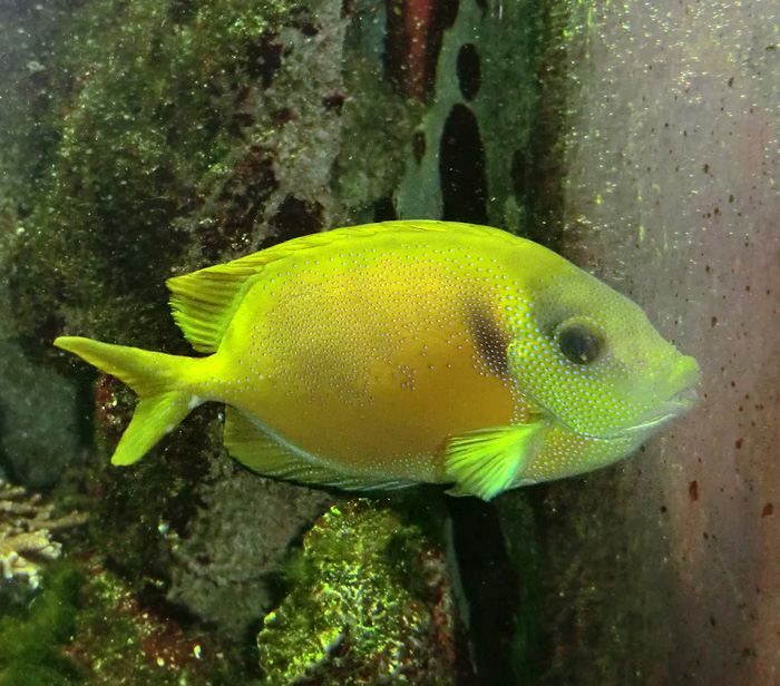 Gelber Kaninchenfisch im Wuppertaler Zoo am 29. Januar 2012