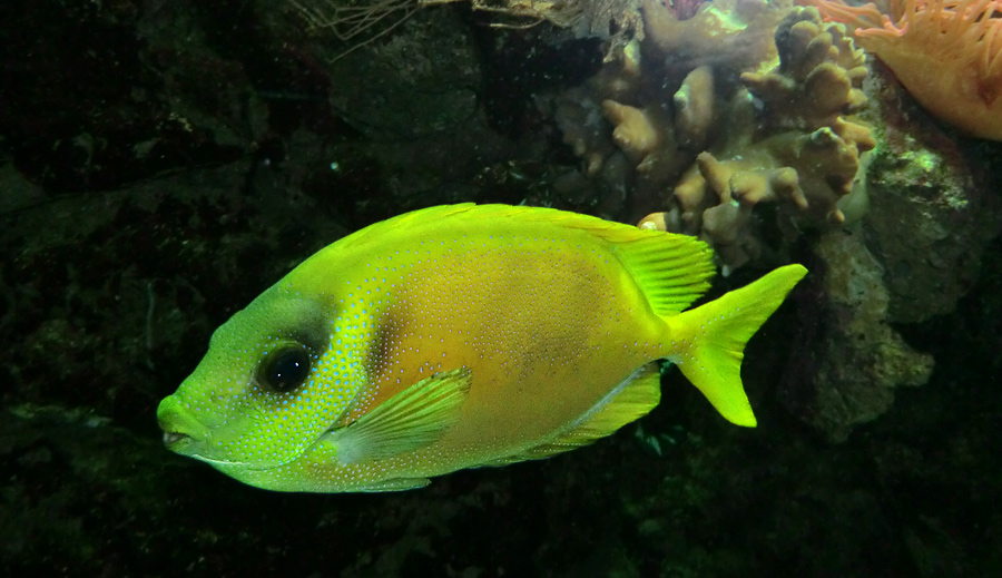 Gelber Kaninchenfisch im Zoo Wuppertal im Februar 2012