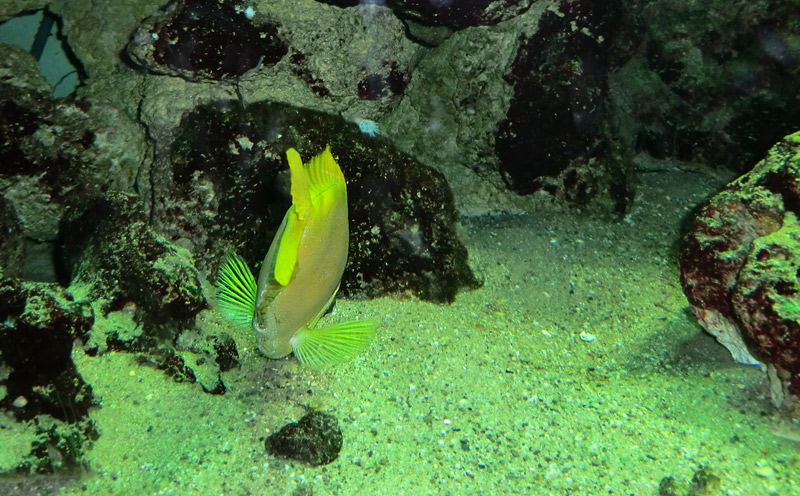 Gelber Kaninchenfisch im Wuppertaler Zoo im Februar 2012