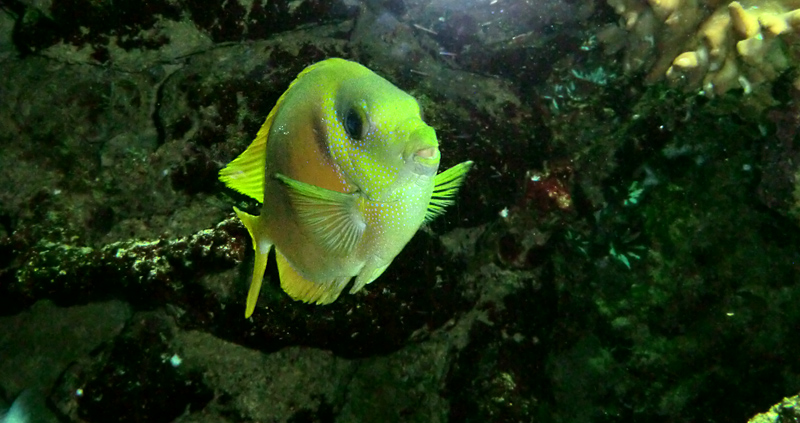 Gelber Kaninchenfisch im Zoo Wuppertal im Februar 2012