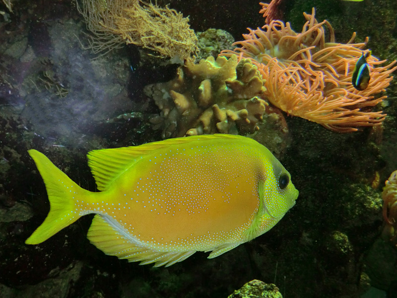 Gelber Kaninchenfisch im Wuppertaler Zoo im Februar 2012