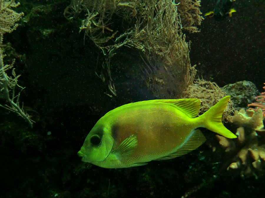 Gelber Kaninchenfisch im Zoo Wuppertal im Februar 2012