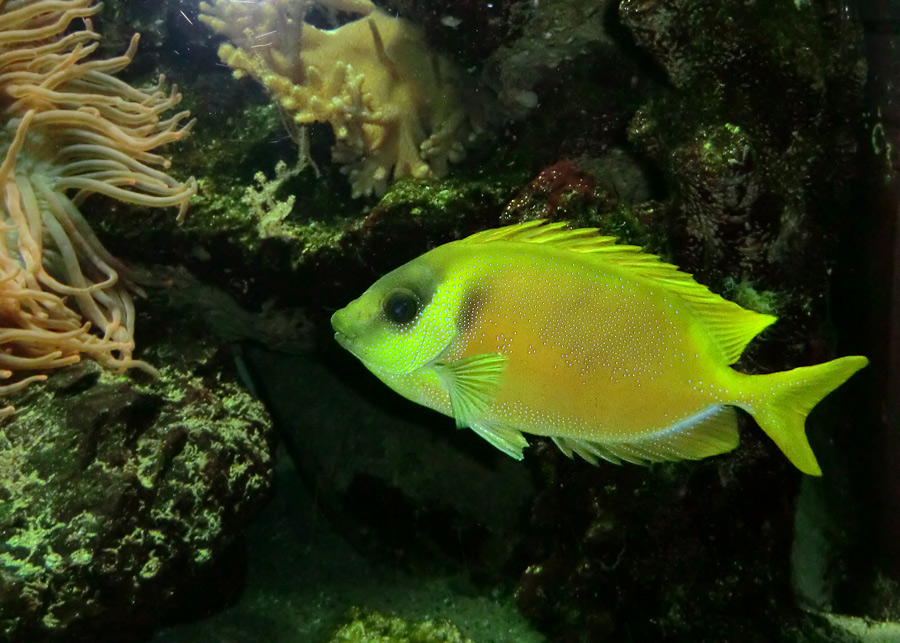 Gelber Kaninchenfisch im Zoologischen Garten Wuppertal im Februar 2012