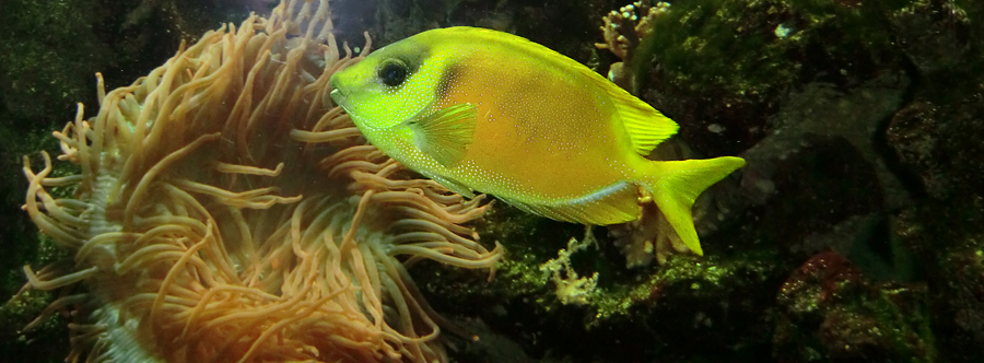 Gelber Kaninchenfisch im Wuppertaler Zoo im Februar 2012