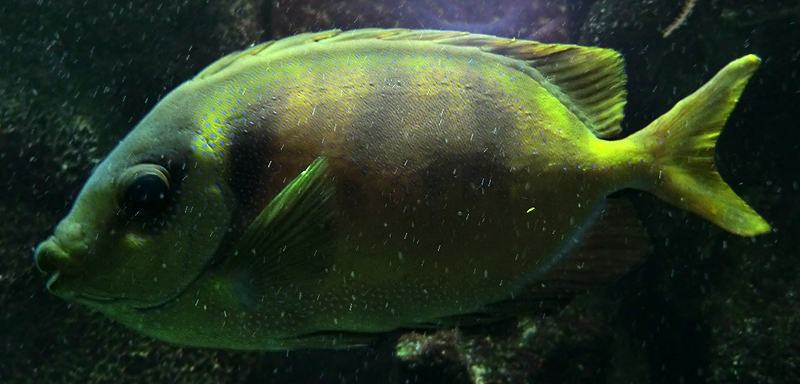 Gelber Kaninchenfisch im Zoo Wuppertal im Februar 2012