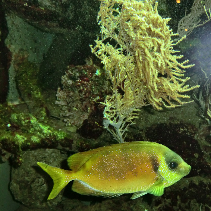 Gelber Kaninchenfisch im Wuppertaler Zoo im Februar 2012