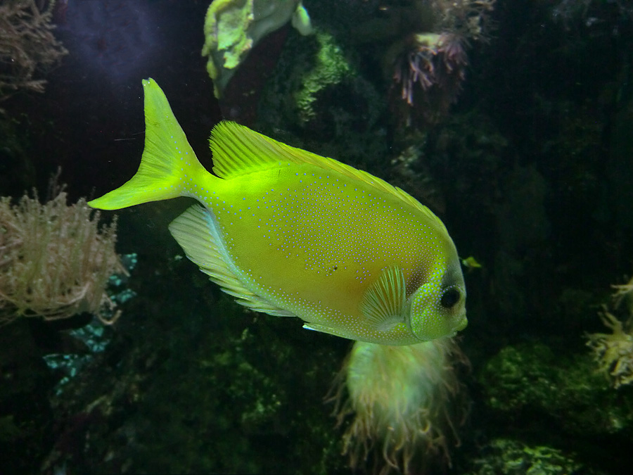 Gelber Kaninchenfisch im Wuppertaler Zoo im November 2012