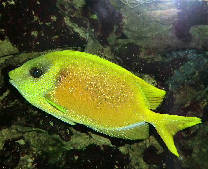 Gelber Kaninchenfisch im Wuppertaler Zoo im November 2012