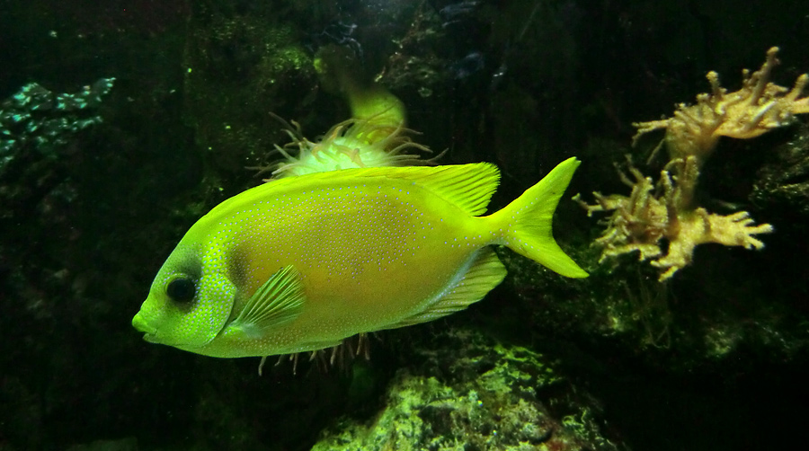 Gelber Kaninchenfisch im Zoo Wuppertal im November 2012