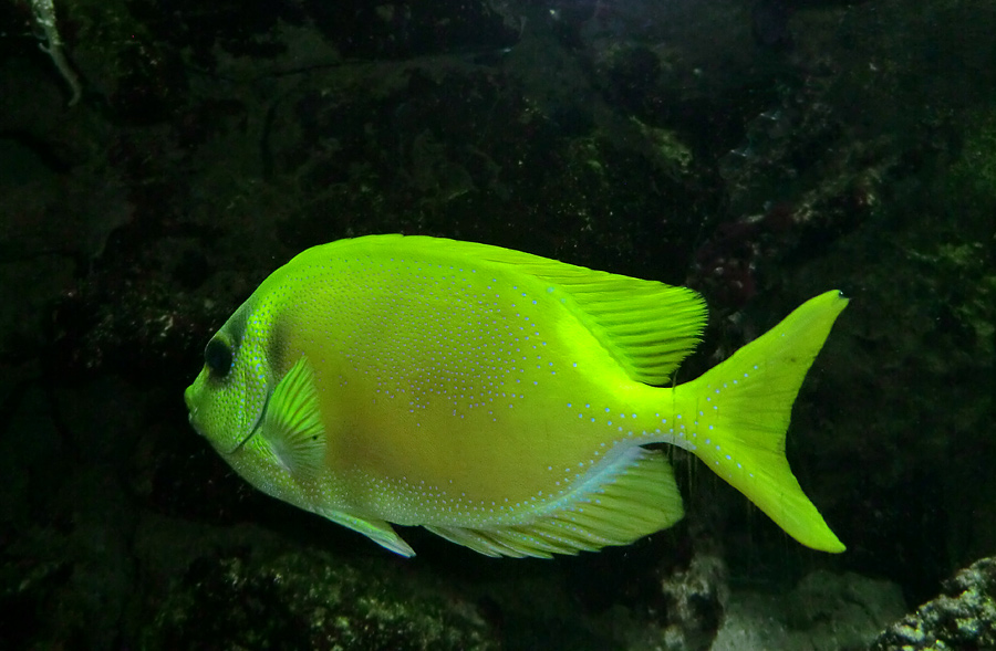 Gelber Kaninchenfisch im Zoologischen Garten Wuppertal im November 2012