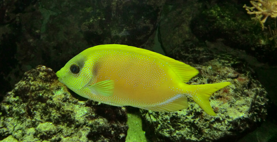 Gelber Kaninchenfisch im Wuppertaler Zoo im November 2012