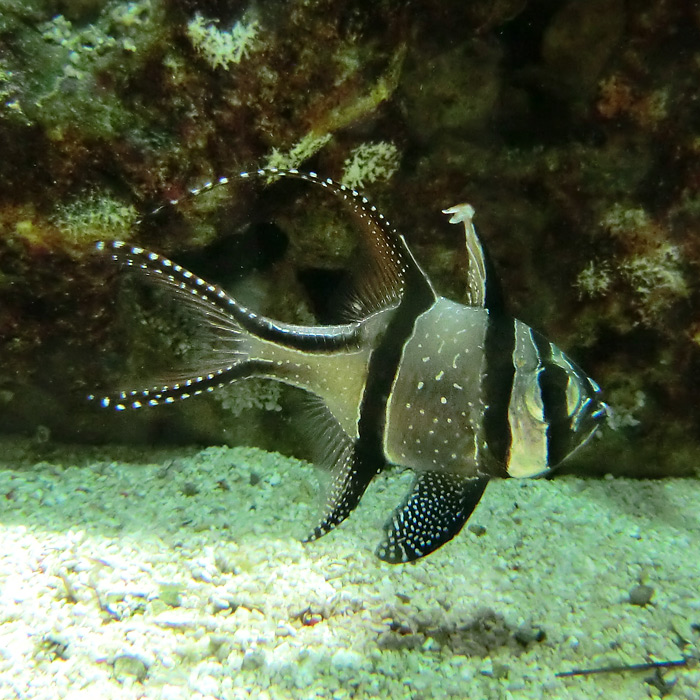 Banggai-Kardinalbarsch im Wuppertaler Zoo im März 2012