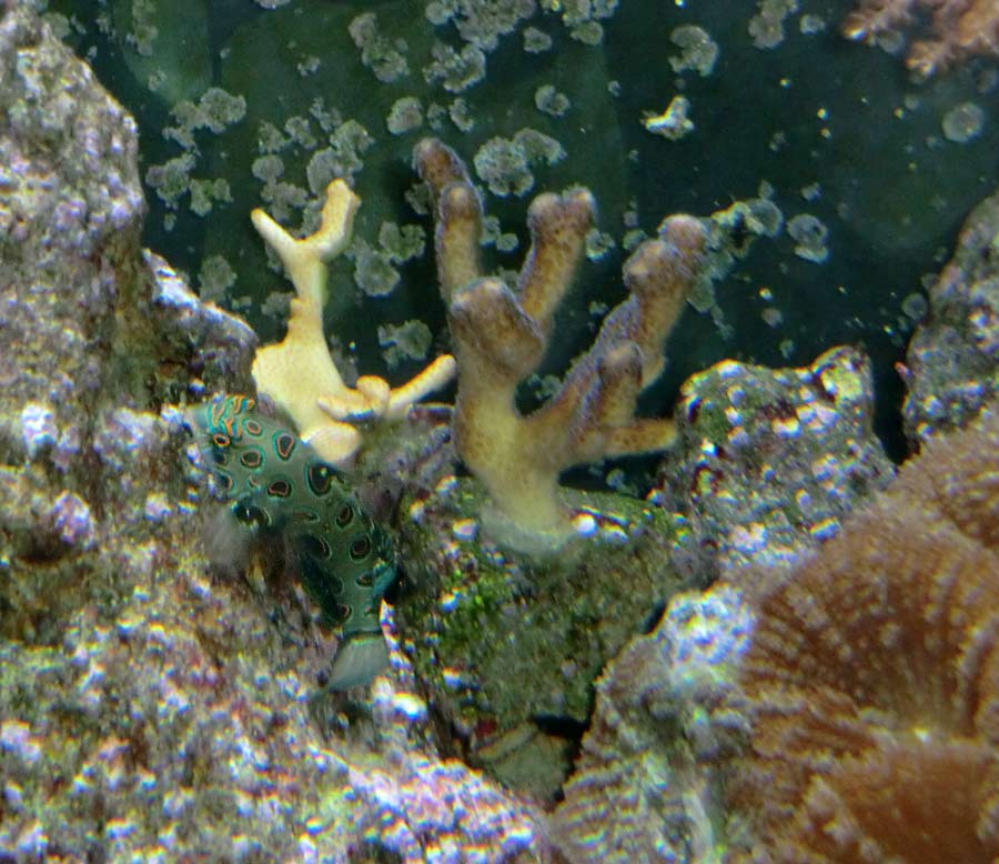 LSD-Leierfisch im Zoologischen Garten Wuppertal im September 2014