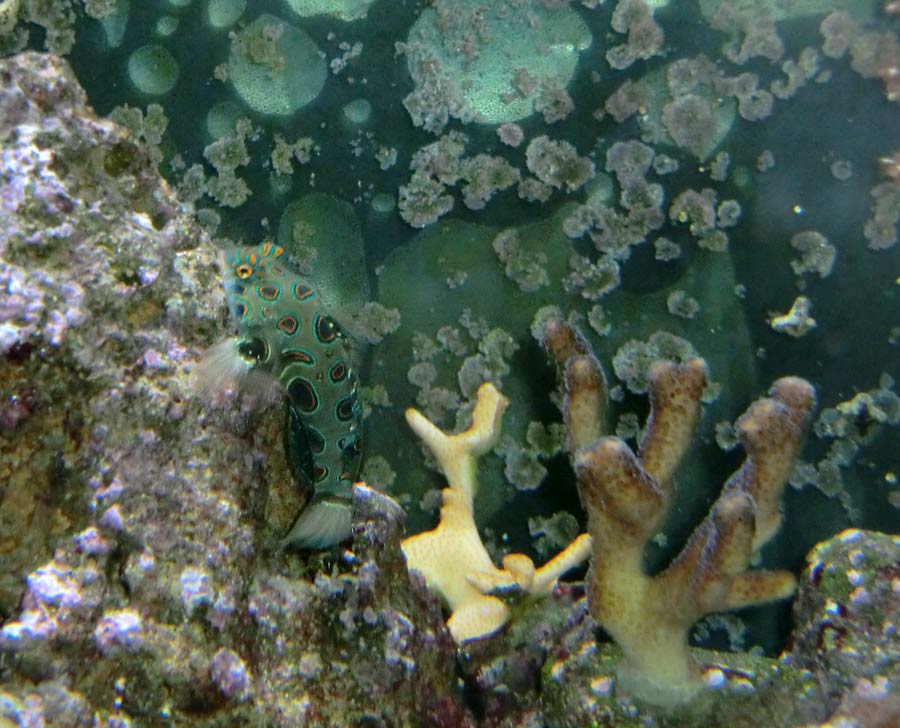 LSD-Leierfisch im Wuppertaler Zoo im September 2014