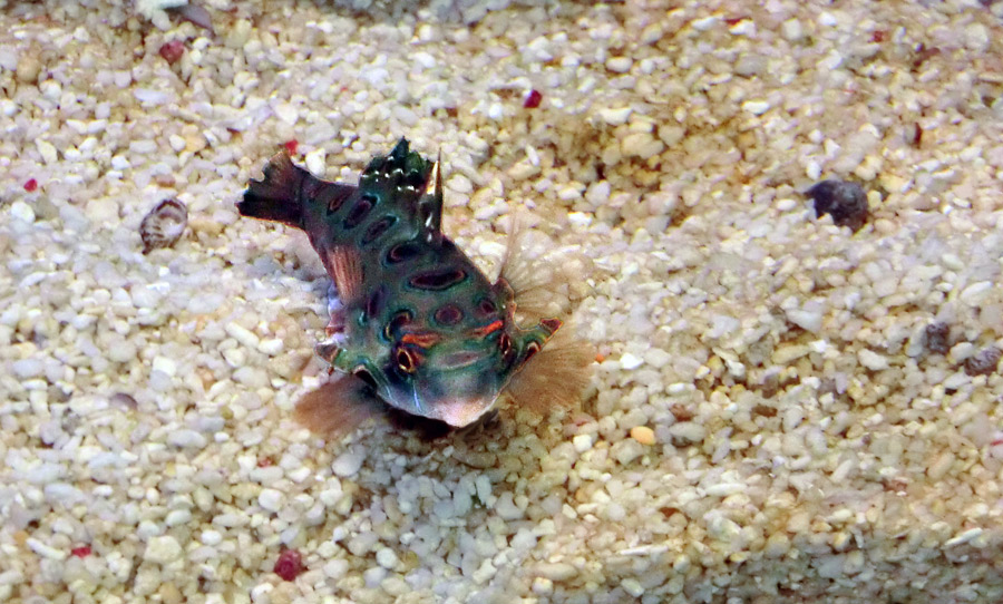 LSD-Leierfisch im Zoo Wuppertal im September 2014