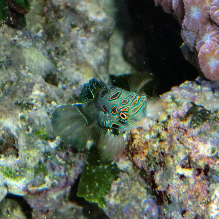 LSD-Leierfisch im Wuppertaler Zoo im September 2014