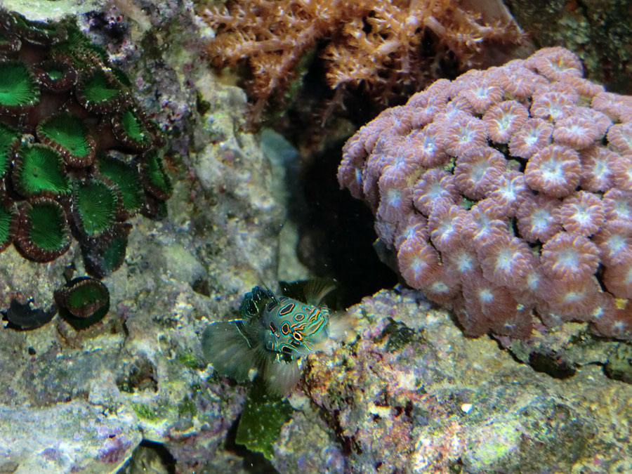 LSD-Leierfisch im Zoologischen Garten Wuppertal im September 2014