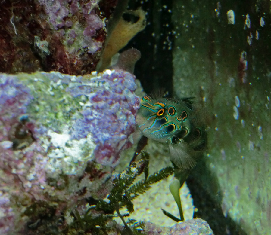 LSD-Leierfisch im Zoo Wuppertal im September 2014