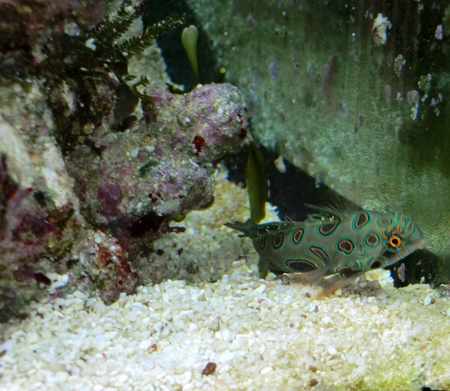 LSD-Leierfisch im Zoologischen Garten Wuppertal im September 2014