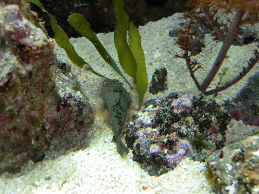 LSD-Leierfisch im Grünen Zoo Wuppertal im Oktober 2014