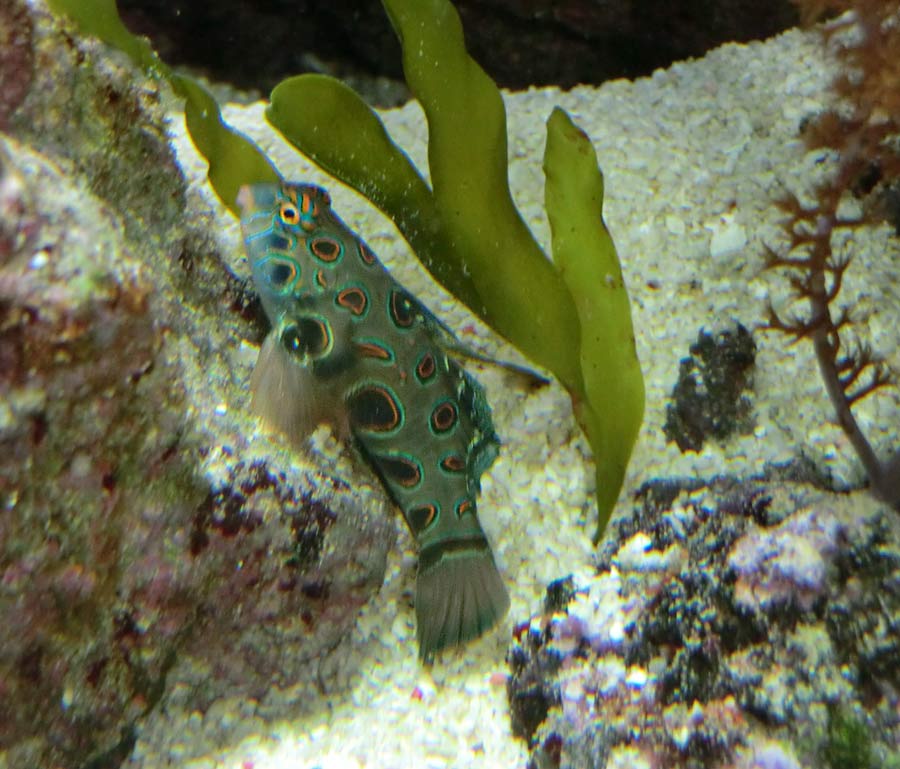 LSD-Leierfisch im Wuppertaler Zoo im Oktober 2014