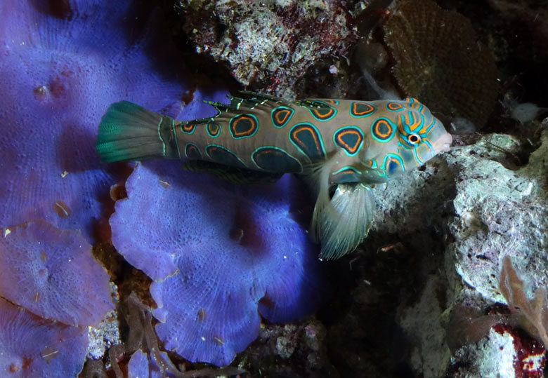 LSD Mandarin-Fisch am 16. September 2016 im Aquarium im Wuppertaler Zoo