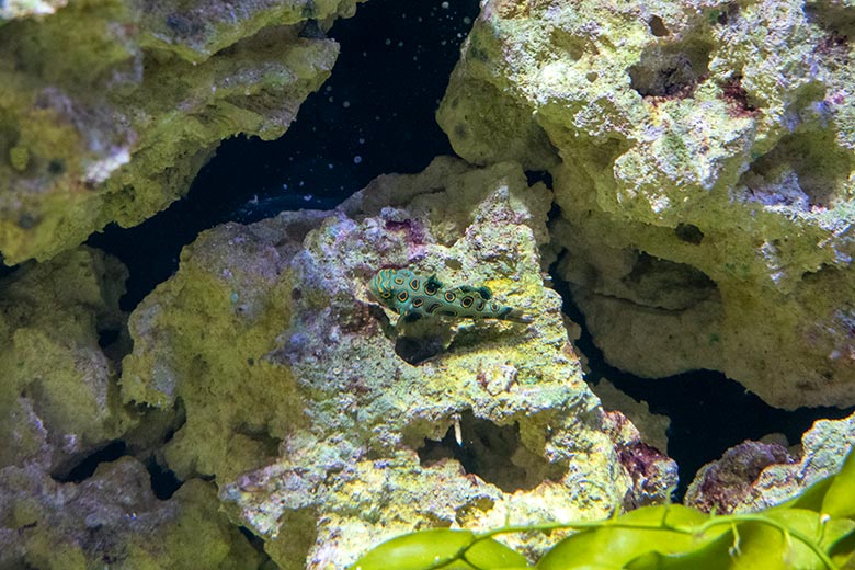 LSD-Leierfisch am 19. Februar 2025 im Aquarium im Grünen Zoo Wuppertal
