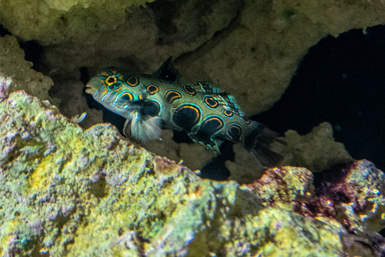 LSD-Leierfisch am 19. Februar 2025 im Aquarium im Wuppertaler Zoo