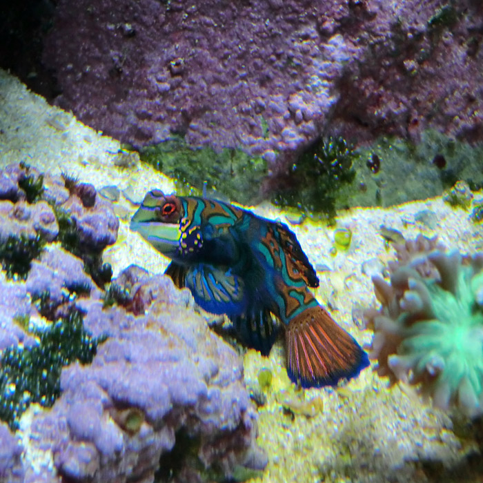 Mandarin-Leierfisch im Wuppertaler Zoo am 21. Januar 2012