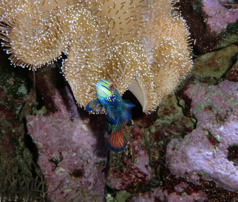 Mandarin-Leierfisch im Zoo Wuppertal am 21. Januar 2012