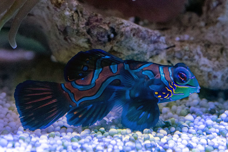 Mandarin-Leierfisch am 11. März 2025 im Aquarium im Wuppertaler Zoo