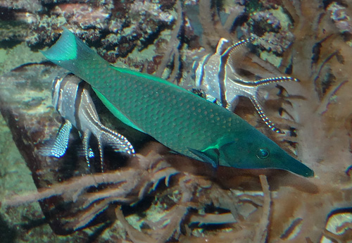 Blauer Vogel-Lippfisch am 26. Februar 2016 im Aquarium im Grünen Zoo Wuppertal. Im Hintergrund zwei Banggai-Kardinalbarsche