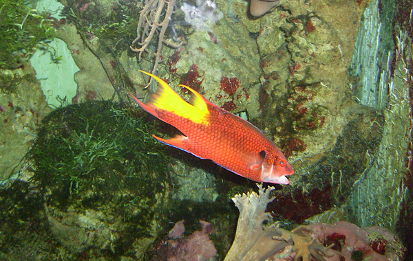 Kubanischer Schweinsfisch im Wuppertaler Zoo im Dezember 2008