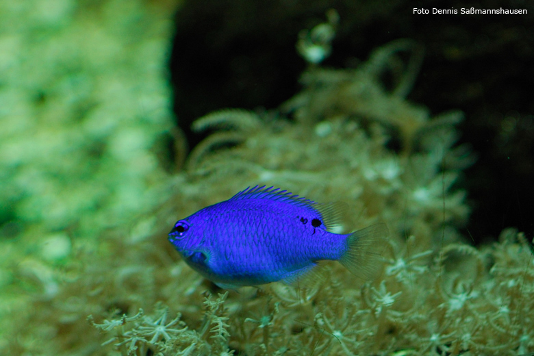 Blauer Riffbarsch im Wuppertaler Zoo im Februar 2008 (Foto Dennis Saßmannshausen)