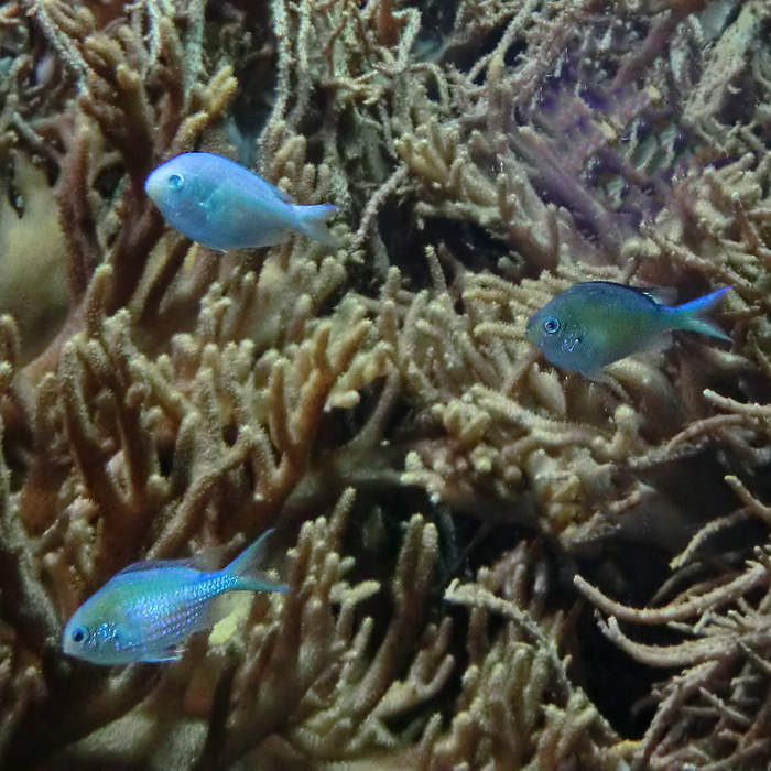 Grünes Schwalbenschwänzchen im Wuppertaler Zoo im März 2012