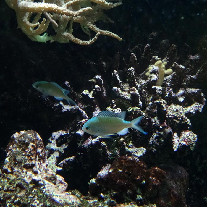 Grünes Schwalbenschwänzchen im Wuppertaler Zoo im Oktober 2015