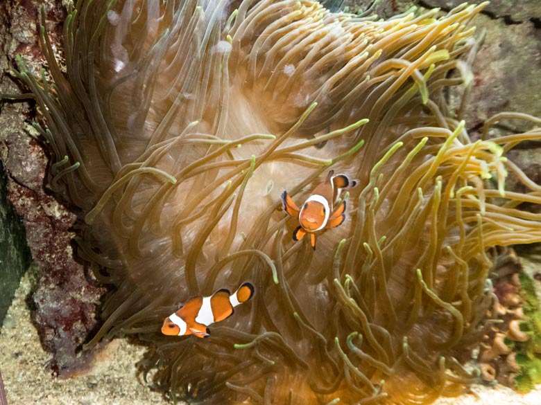 Orangeringelfische am 28. Juli 2018 im Aquarium im Wuppertaler Zoo