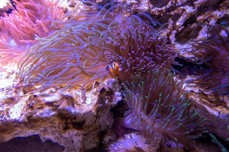 Orangeringelfische am 25. Mai 2024 im Aquarium im Wuppertaler Zoo