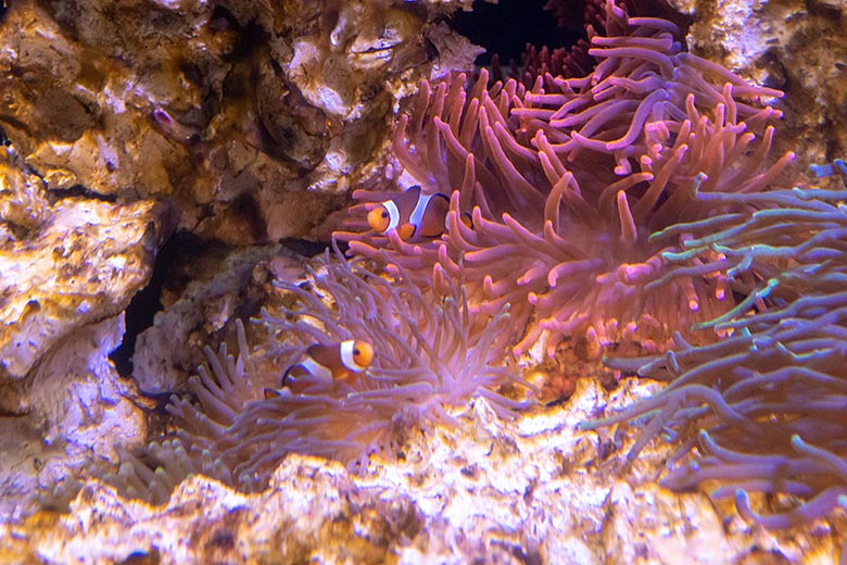 Orangeringelfische am 26. Mai 2024 im Aquarium im Wuppertaler Zoo
