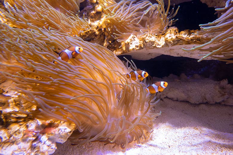 Orangeringelfische am 28. Mai 2024 im Aquarium im Grünen Zoo Wuppertal
