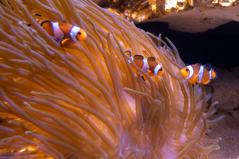 Orangeringelfische am 28. Mai 2024 im Aquarium im Zoologischen Garten der Stadt Wuppertal