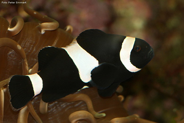 Schwarzer Orangeringelfisch im Zoologischen Garten Wuppertal im Juli 2007 (Foto Peter Emmert)