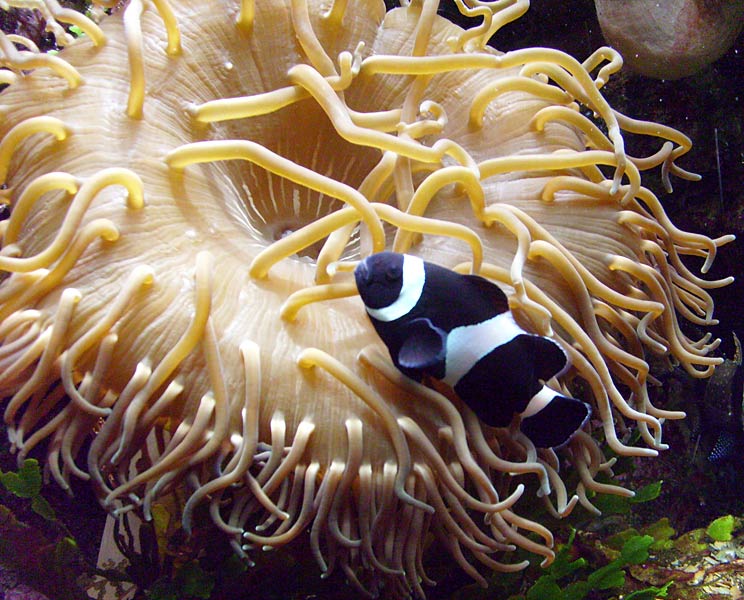 Schwarzer Orangeringelfisch im Zoo Wuppertal im April 2008